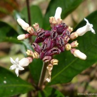 Ophiorrhiza pectinata Arn.